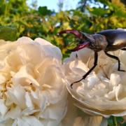 A male stag beetle on two roses. Image by Duncan Wright