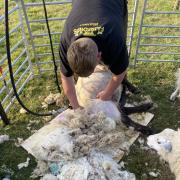Shearing