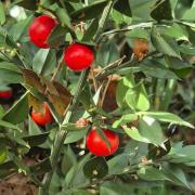 Butcher's Broom