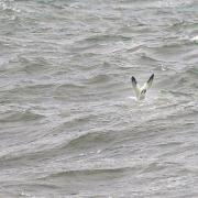 Gannets diving off Wheelers Bay.
