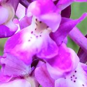 Early purple orchid.