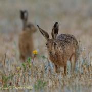 Hare