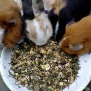 If you’re a new or small business starting out in the animal feed sector, the world of legislation can feel overwhelming.