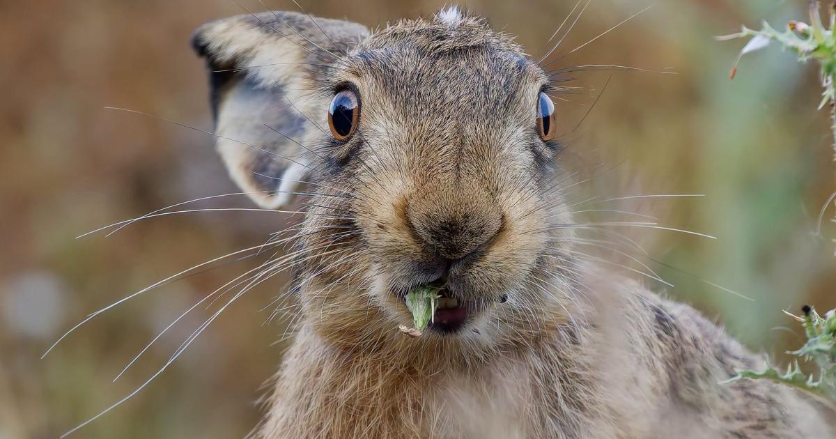 Stunning Isle of Wight wildlife and coastal views captured in incredible photos