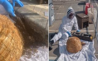 Beekeeper comes to the rescue at Ryde Pier.