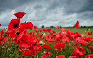 A Remembrance poppy field