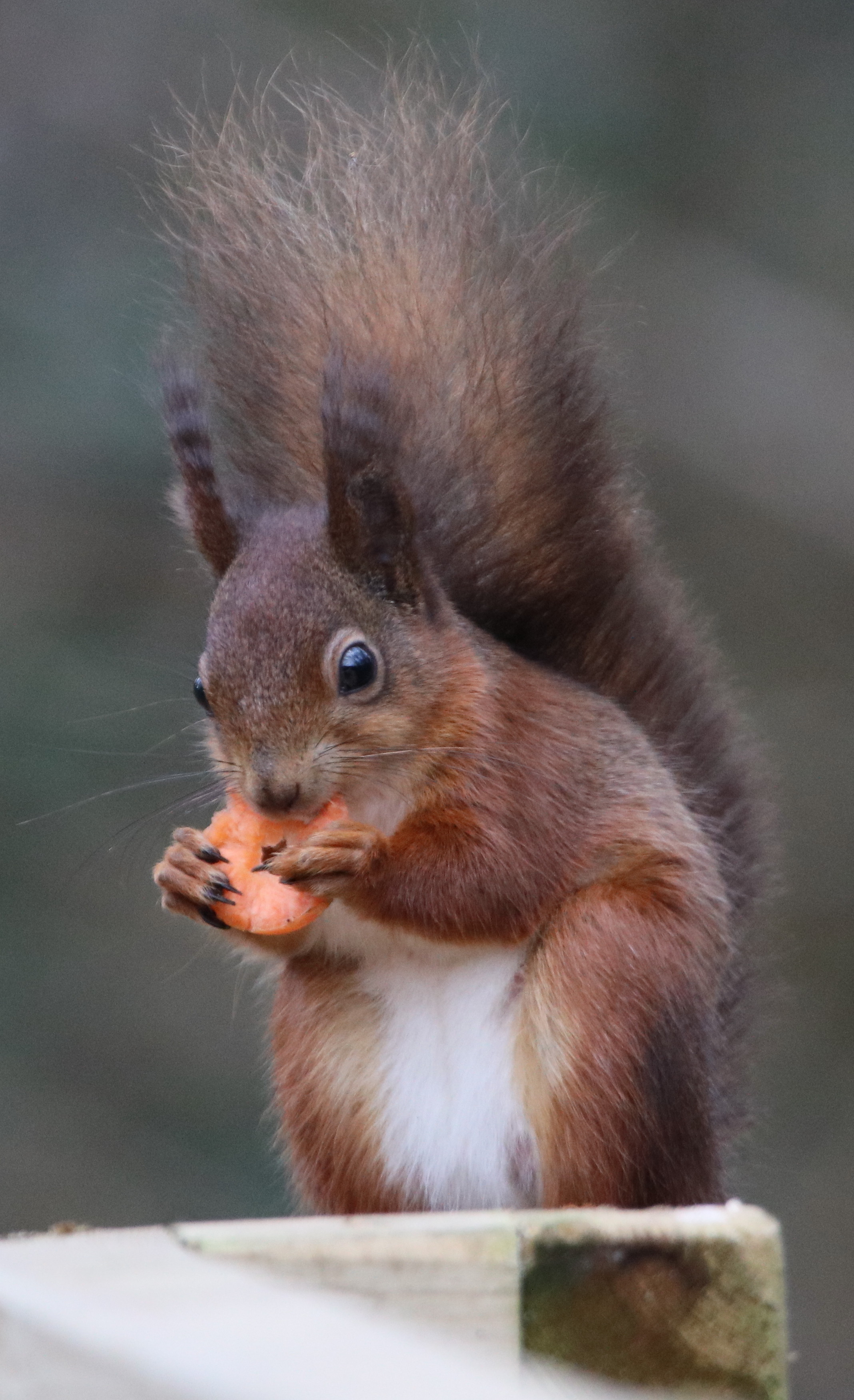 Isle of Wight County Press: Squirrel at Alverstone getting one of it's five a day.Grumpy wren at Quarr Abbey.