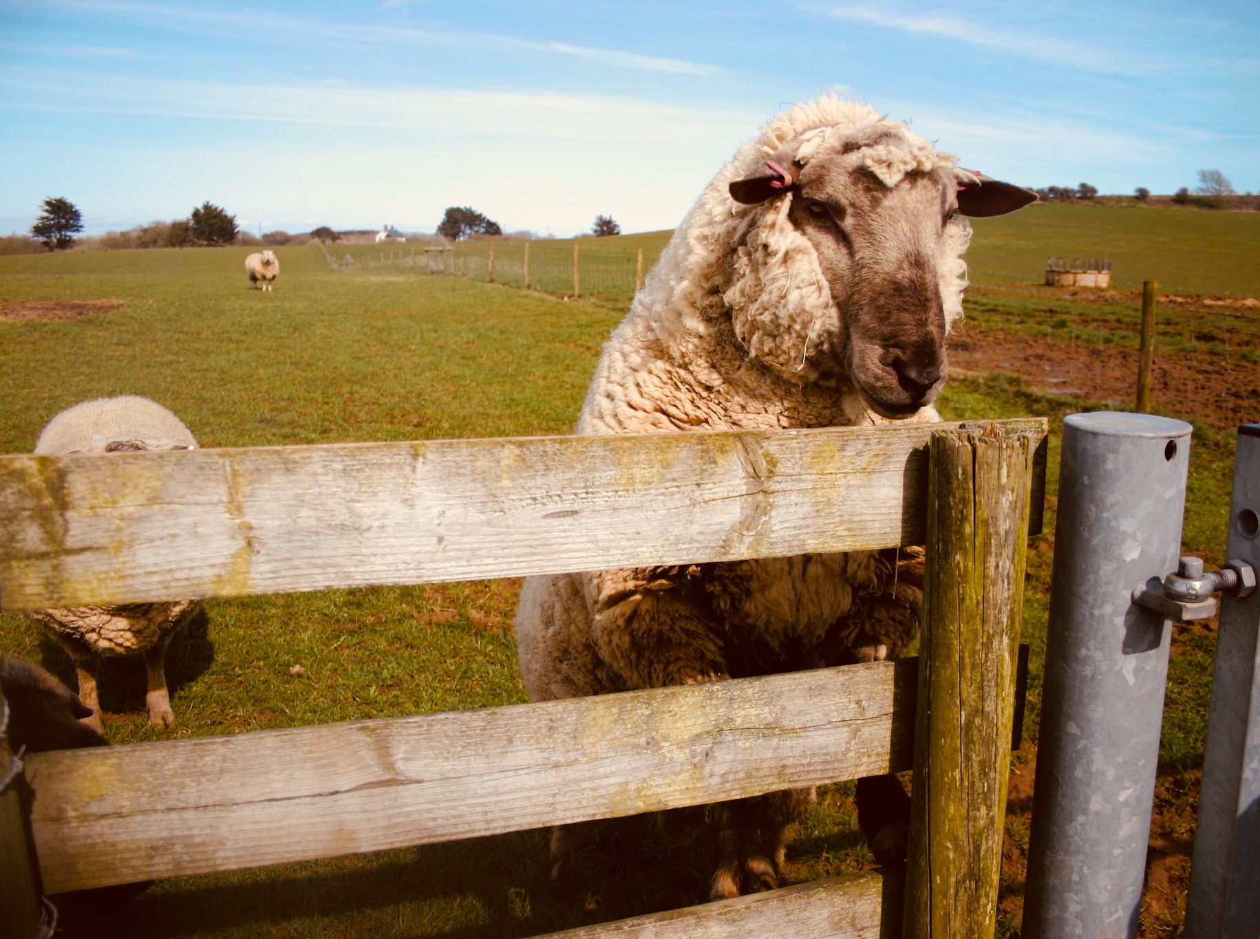 Isle of Wight County Press: Taken by Jake, 11, meeting a friendly sheep in Chale