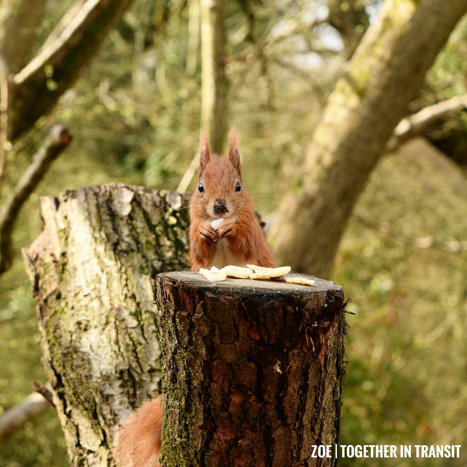 Isle of Wight County Press: Took these beautiful photos of the red squirrels on the Island on Tuesday 11th.