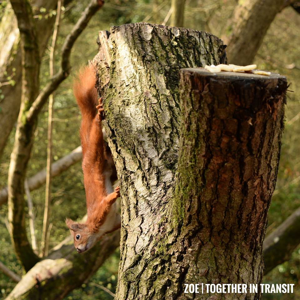 Isle of Wight County Press: Took these beautiful photos of the red squirrels on the Island on Tuesday 11th.